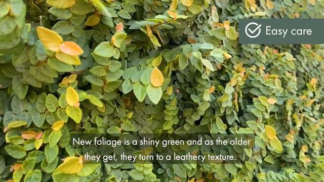 Covering an ugly wall with climber Ficus pumila minima - How to grow your creeping fig. смотреть онлайн
