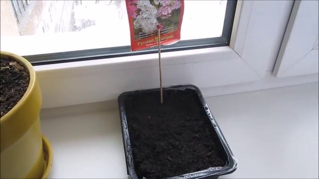 Ждем приезда дочки. Милая сердцу традиция. Сажаю семена цветов. Мясо в духовке. смотреть онлайн