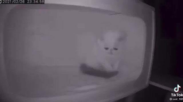 милый кот грустит оригинал смотреть онлайн