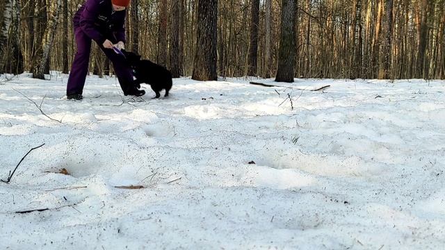 Маленькая овчарка Филя и ухватка смотреть онлайн