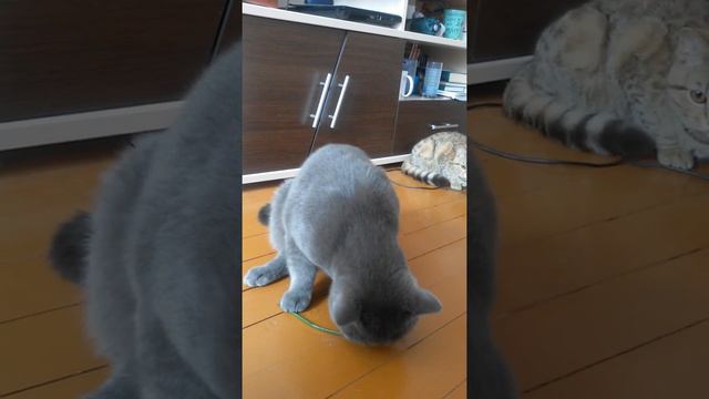 смешной британец смотреть онлайн
