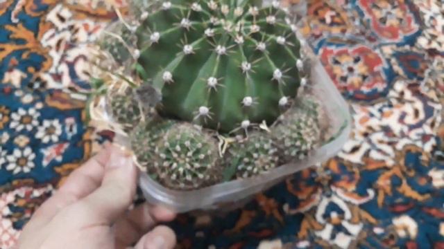 Kaktüs (Cactus) смотреть онлайн
