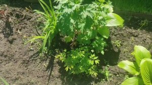 Почему не цветет древовидный пион