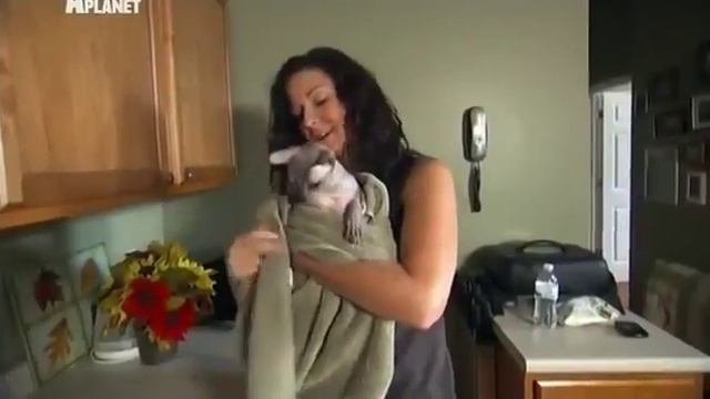 Донской сфинкс 101kote.ru Donskoy 101cats смотреть онлайн