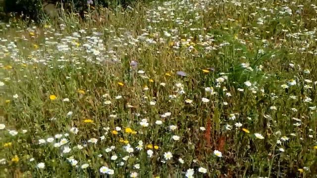 Margaritas Silvestres