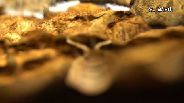 Isopoda: locomotion and aggregation behavior смотреть онлайн
