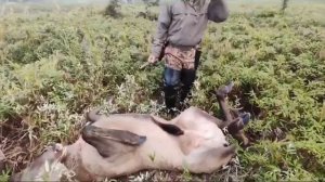 Охота на изюбря. На реву.