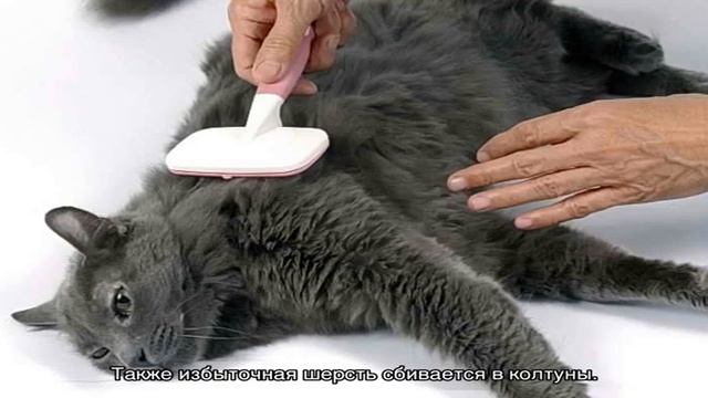 Кошка сильно линяет: что делать в таких ситуациях смотреть онлайн