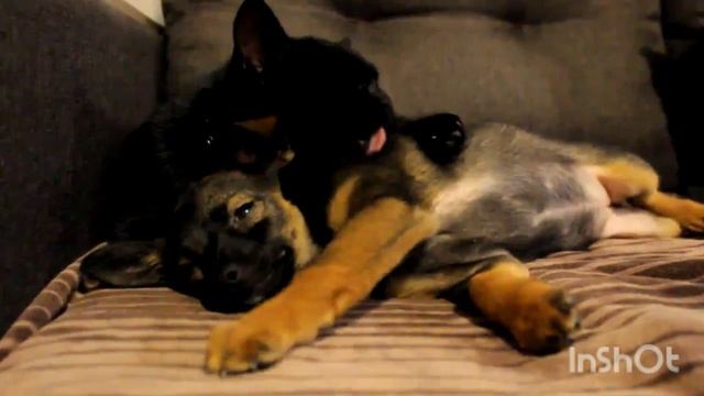 Кот и пёс. смотреть онлайн