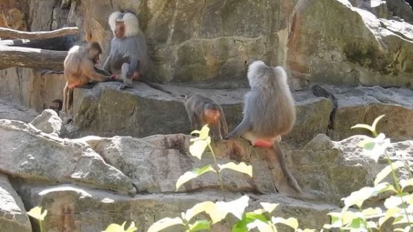 Berliner Zoo - Affen