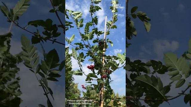 О рябине: Рябина `Гранатная`, Рябина обыкновенная `Sheerwater Seedling` смотреть онлайн