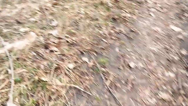 мост в лесу из бревна смотреть онлайн