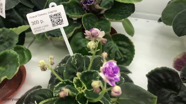 Цветущие фиалки, продающиеся в магазине "Фиалковод" у м. "Алексеевская" в Москве 5 апреля 2021 г. смотреть онлайн