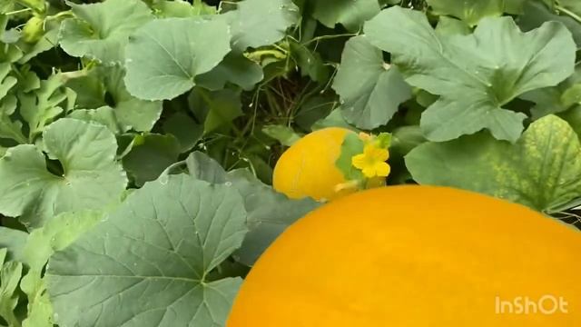 Определяю зрелость дыни. смотреть онлайн