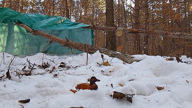 a set of skills for a harmonious life in any wild natural winter conditions смотреть онлайн