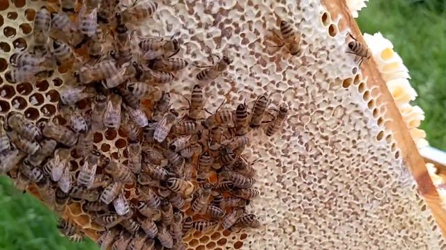 Рапс первый мед 🍯 этого сезона, сигнализатор антипротечки. 1.06.2021. смотреть онлайн