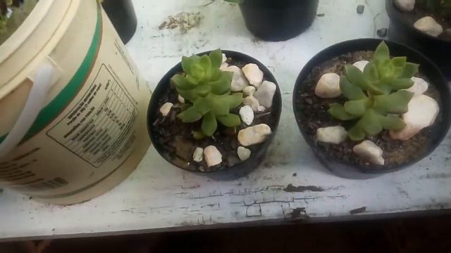 Sedum Lucidum Obesum:veja Como Cultivar Essa Suculenta.