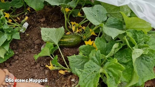 НОВОСТИ с ПОЛЕЙ мой ОГОРОД что ПРОИСХОДИТ после ВНЕСЕНИЯ МИКОРИЗЫ /БАШИНКОМ@obovsemsmarusya смотреть онлайн