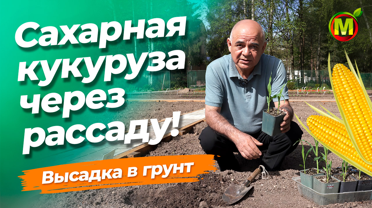 САХАРНАЯ КУКУРУЗА. Высадка рассады в грунт. смотреть онлайн