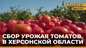 В Каховском районе Херсонской области начался сбор урожая томатов
