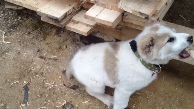 ЗЕВС рычит смотреть онлайн