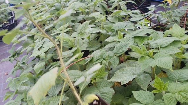 Саженцы малины ПРИМАЛБА. смотреть онлайн