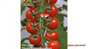 Томат обыкновенный Мадейра F1 (madeyra f1) 🌿 Мадейра F1 обзор: как сажать, семена томата Мадейра F1