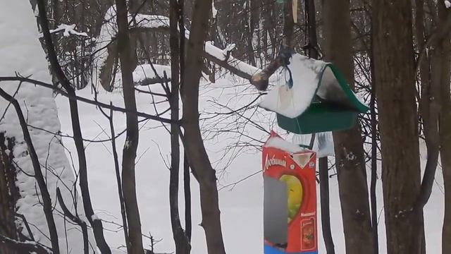 025 27 01 2016 Г ПО ПУТИ К СИНИЦАМ ЗАГЛЯНУЛ ... смотреть онлайн