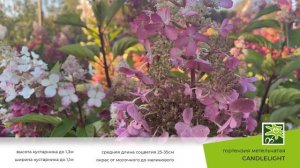 Гортензия Кендллайт: описание сорта