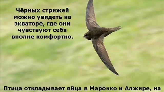 Видеоролик Черный стриж птица 2014 года смотреть онлайн