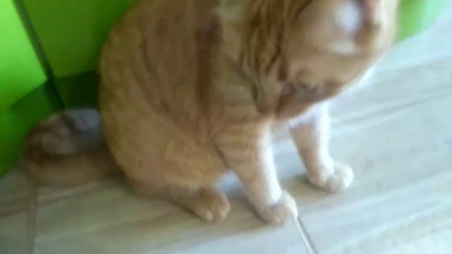 Мышь у нас дома!куда делась эта мышь? смотреть онлайн