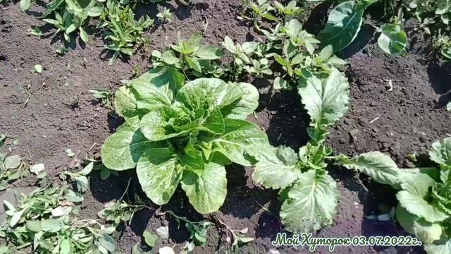 Первое воскресение в июле. Деревня. Покатушки