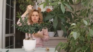 ФИКУС МИКРОКАРПА ГИНСЕНГ/ Ficus Microcarpa Ginseng/ УХОД, ФОРМИРОВАНИЕ