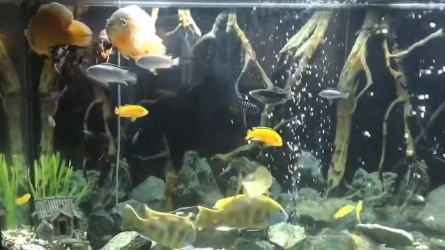 Кормление аквариумных рыб мотылем. Как спровоцировать рыбу к нересту смотреть онлайн