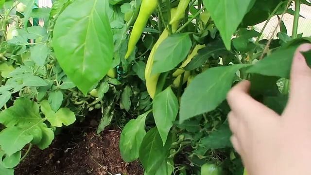 ЕДЕМ НА ДАЧУ// МОЙ ОГОРОД КАКОЙ БЫЛ В ИЮНЕ И КАКОЙ СЕЙЧАС смотреть онлайн