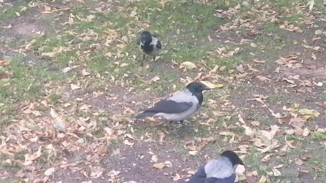 Доминантный самец вороны никого не подпускает к мясу/Young dominant male crow guards highvalue food смотреть онлайн