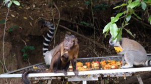 ?Дикие животные Африки. Животный мир саванны и тропических лесов?