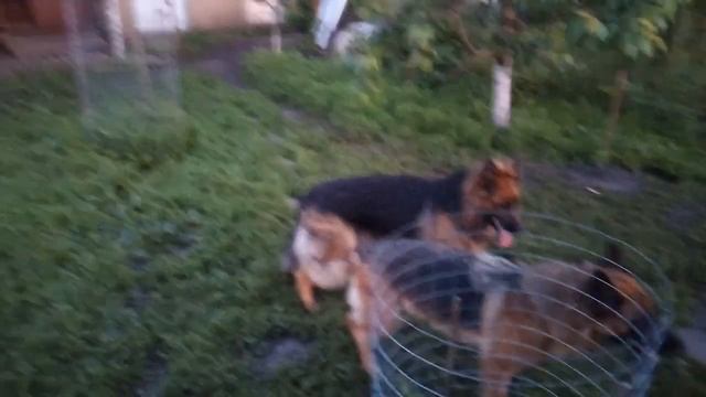 Вязка немецких овчарок. Как вяжутся овчарки.  Естественная вязка. Правильная вязка. Вязка собак.