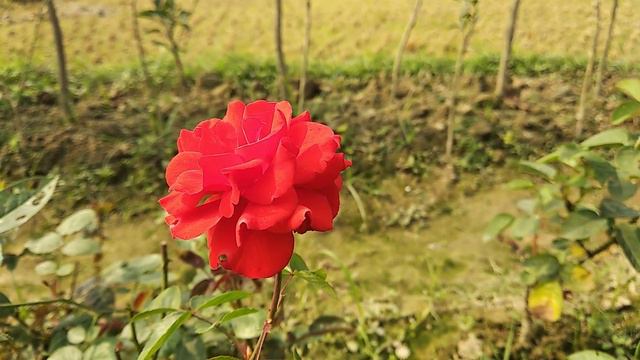 Roses at Juel Nursery. ❤ смотреть онлайн