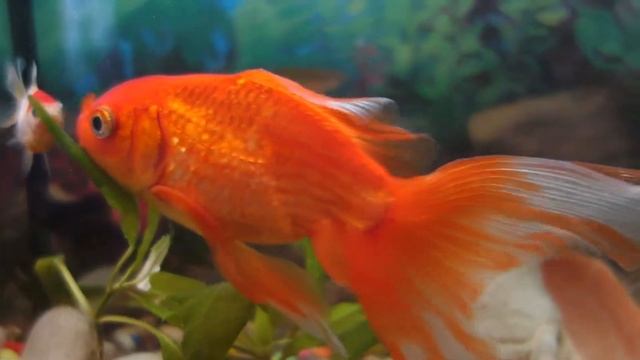 Мой АКВАРИУМ на 22 Литра смотреть онлайн