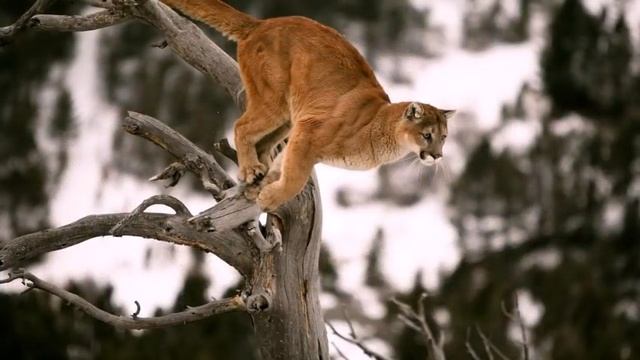 АМЕРИКАНСКАЯ ПУМА смотреть онлайн