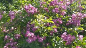 Вейльхенблау 'Veilchenblau' - старый испытанный сорт полиантовой розы
