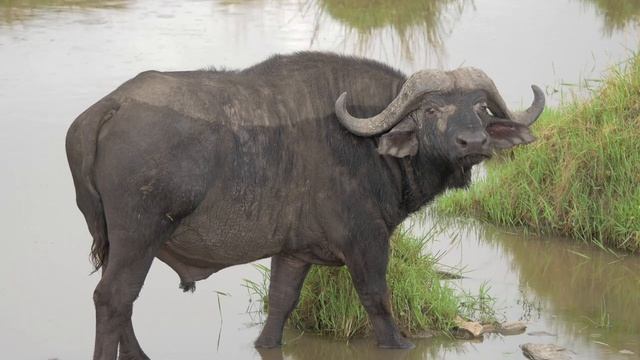4K African Wildlife: Samburu National Park - Beautiful Scenery Natural Wildlife With Relaxing Music