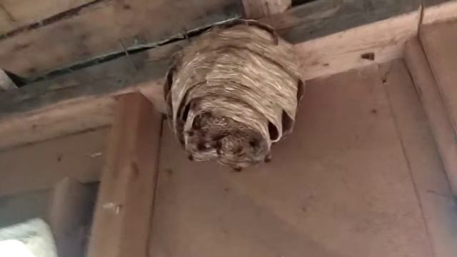 Шершни, шершни грызут дом! смотреть онлайн