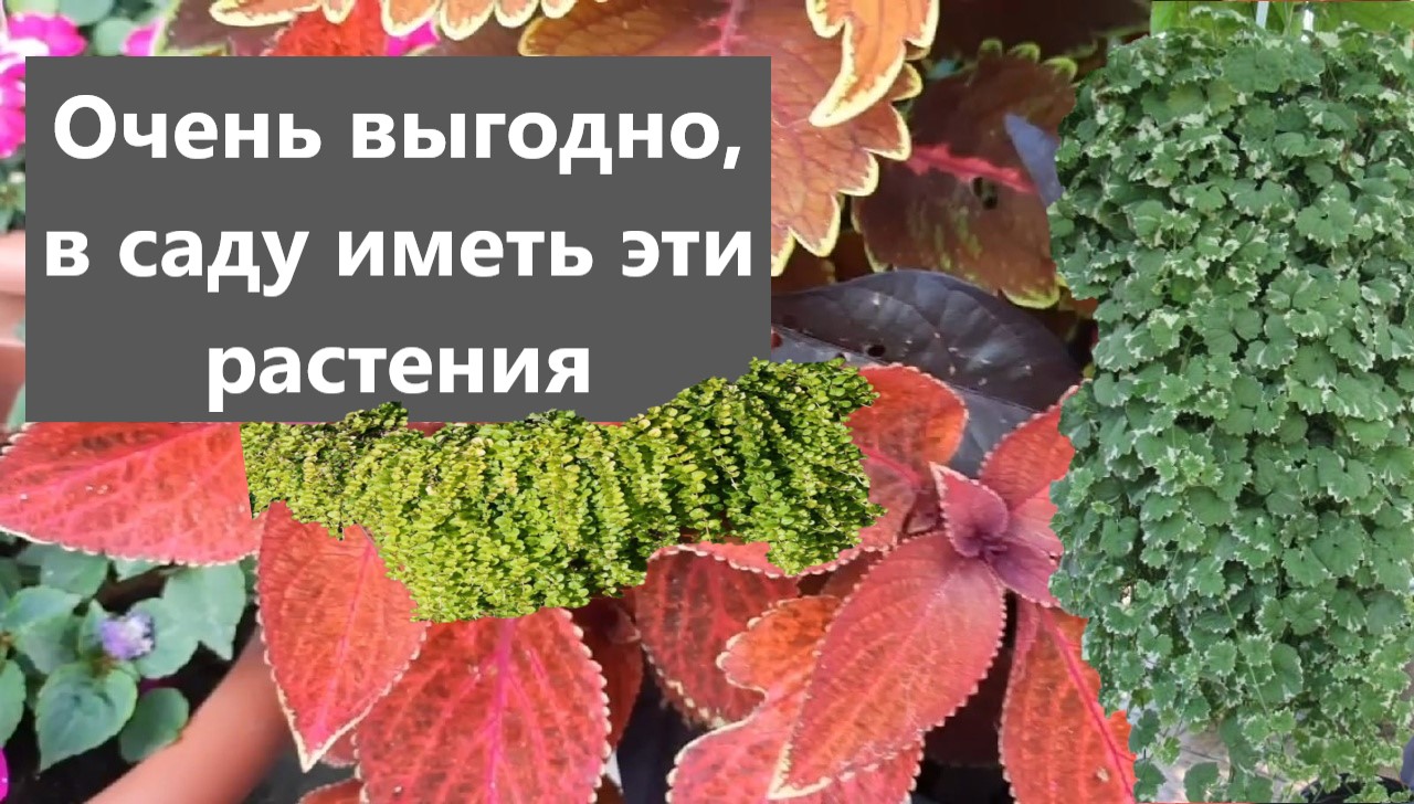 Декоративно-лиственные растения украсят любой сад.Часть 2. смотреть онлайн