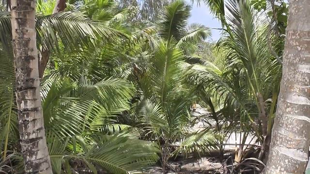 Curieuse Island. Seychelles смотреть онлайн