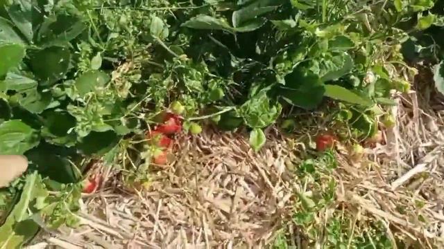 Ремонтантный сорт клубники Мурано. От высадки до последнего сбора. Сравнение мульчи. смотреть онлайн