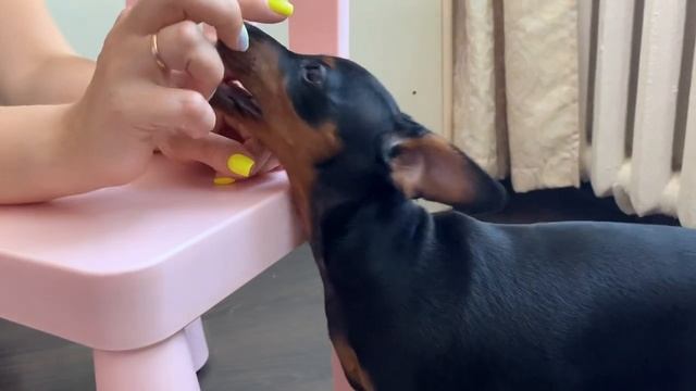 Цвергпинчер - 3 месяца. Mini Pinscher - The first 3 months of life. смотреть онлайн