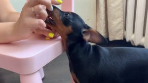 Цвергпинчер - 3 месяца. Mini Pinscher - The first 3 months of life.
