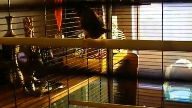 Японская амадина и зеркальце смотреть онлайн